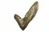 Gorgeous, Rooted Triceratops Tooth - Wyoming #350731-1